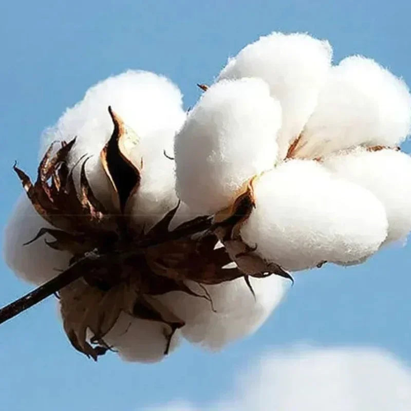 2025 New CBUM 6PEAT Shirt Oversized Black Cotton Printing T-Shirt DTG Print Men US Size Bodybuilding Gym Streetwear Top Y2K